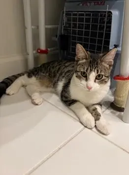 Louie