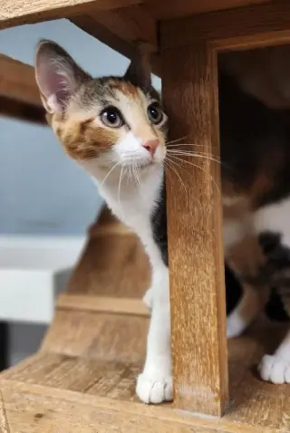 Kitten 28032 (June)