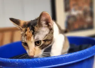Kitten 28032 (June)