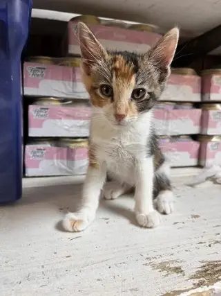 Kitten 28032 (June)