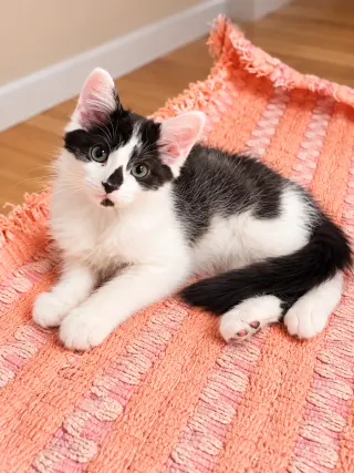 Mittens Napa