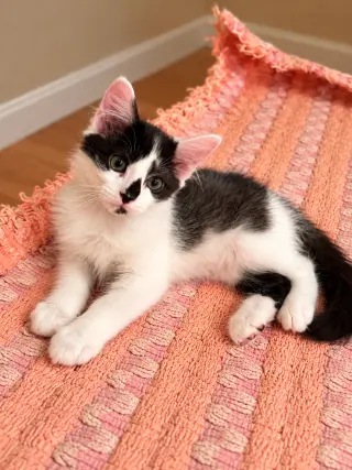 Mittens Napa