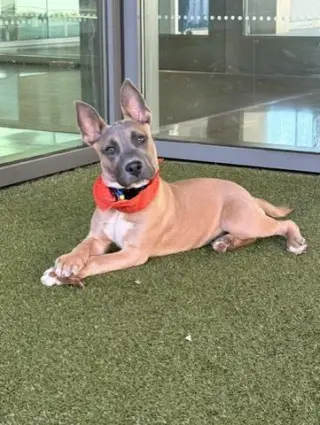 APOLLO