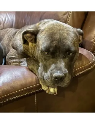 Pepper