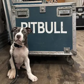 Mr. Worldwide - Pending Adoption