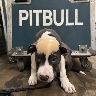 Mr. Worldwide - Pending Adoption