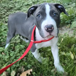 Mr. Worldwide - Pending Adoption