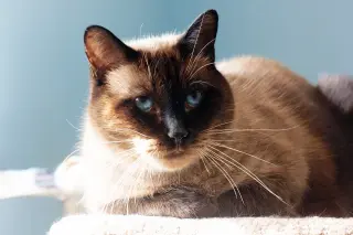 Moustache
