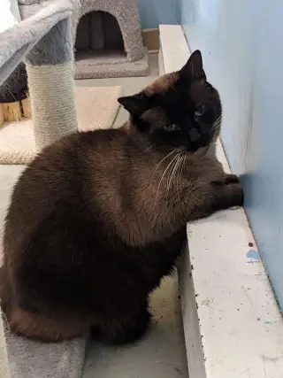 Moustache