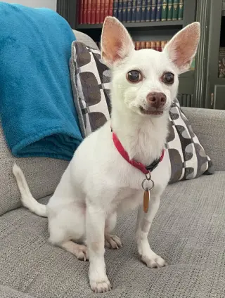 PACINO PEPE-ONLY 5 LBS!
