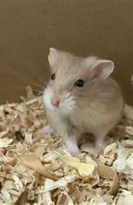 MOCHI