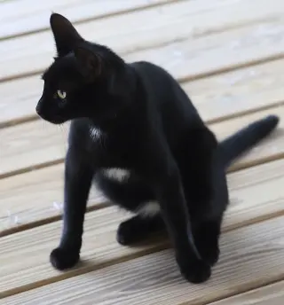 Echo