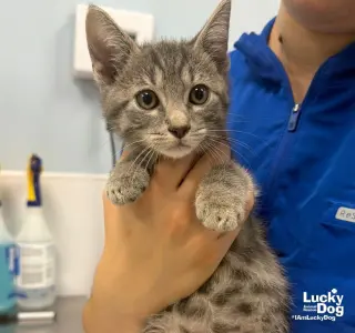 Lil Damon