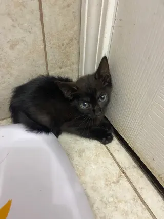 A Pip Pip Purray