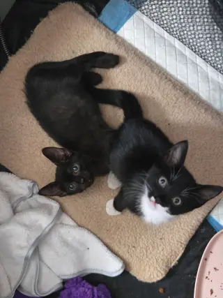 A Pip Pip Purray