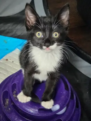 Big Pippin' (Available for pre-adoption)