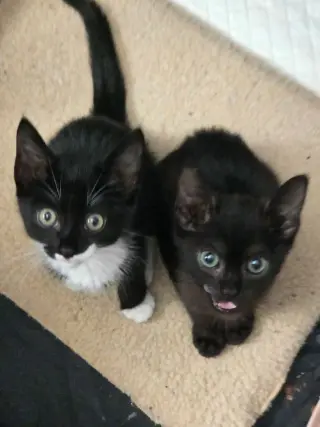 Big Pippin' (Available for pre-adoption)