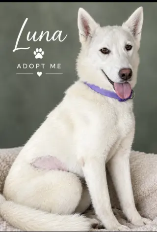 Luna