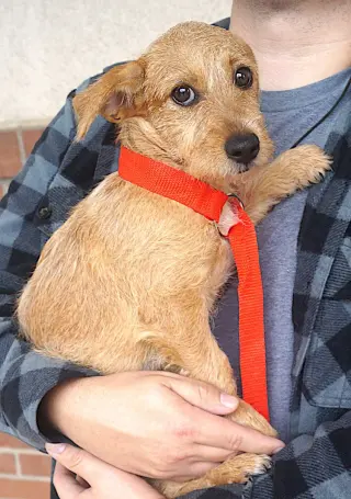 Stella