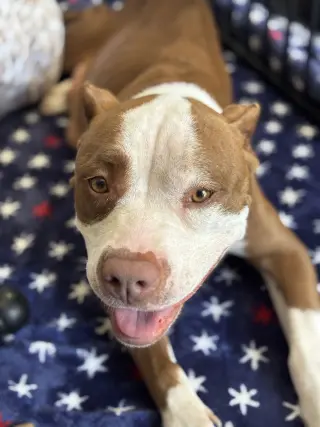 Dolly