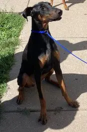 Dozer