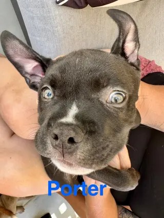 Dolly’s Dreamers - Porter