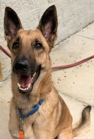 BRUCE