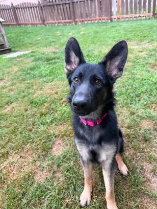 Nala * PENDING