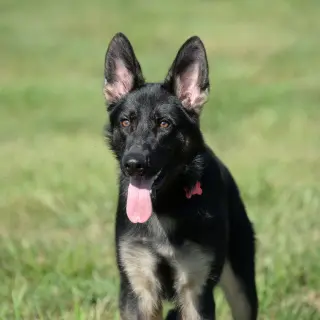 Nala * PENDING