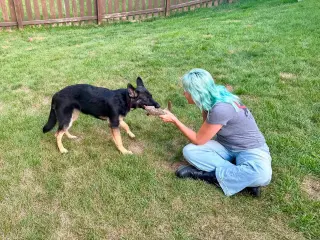 Nala * PENDING
