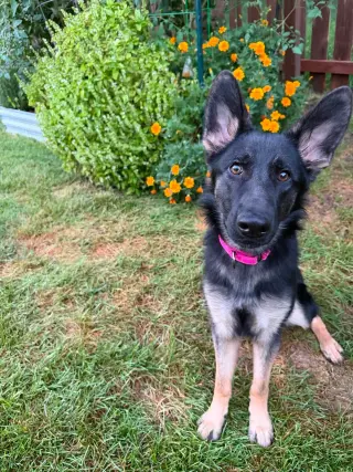Nala * PENDING