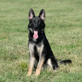 Nala * PENDING