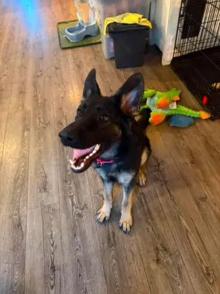 Nala * PENDING
