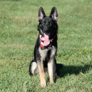Nala * PENDING