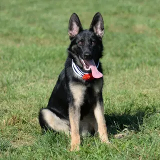 Nala * PENDING