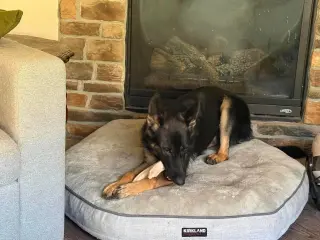 Nala * PENDING