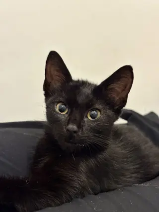 Basil