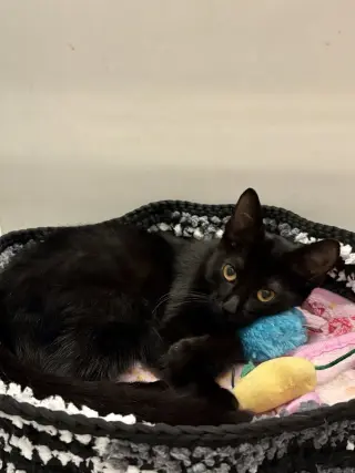 Basil