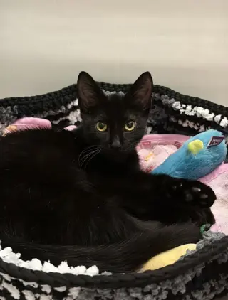 Basil