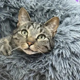 Chester