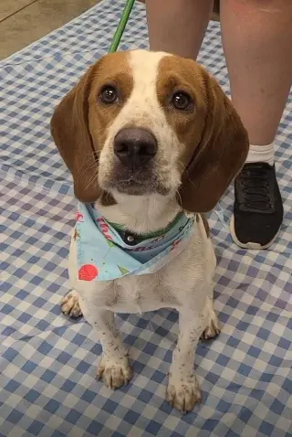 Dallas IV
