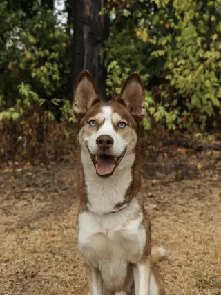 Zorro