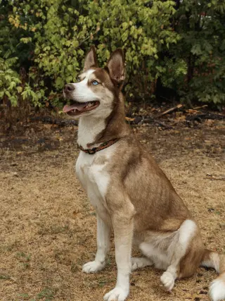 Zorro