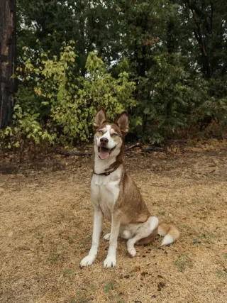 Zorro