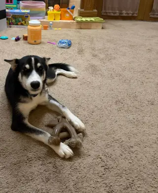 Cannoli