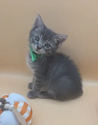 Skittles