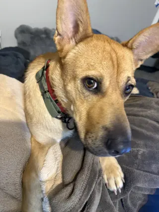 Buster