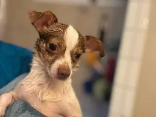 Buddy