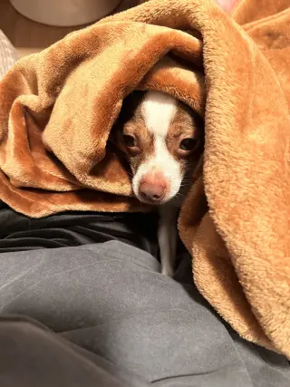 Buddy