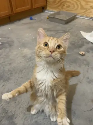Elvis